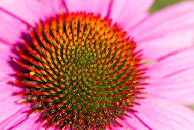 renkli echinacea purpurea portre