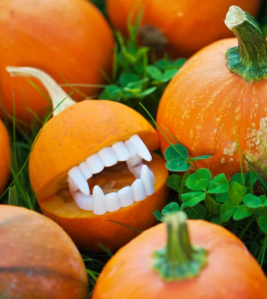 Calabazas — Foto de Stock