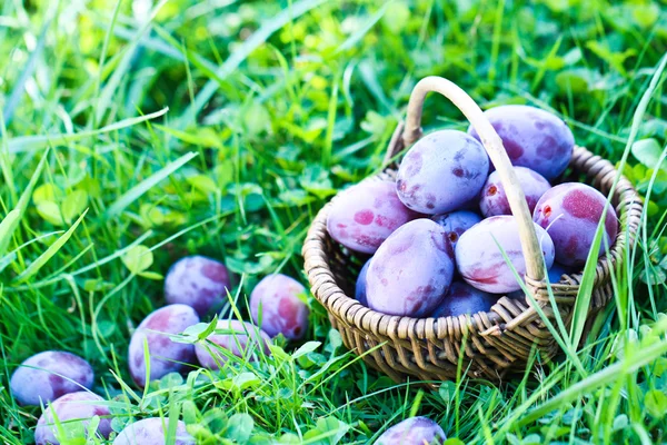 Plums — Stock Photo, Image