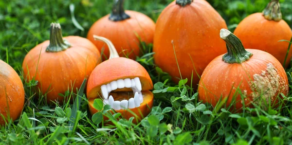 Calabazas — Foto de Stock