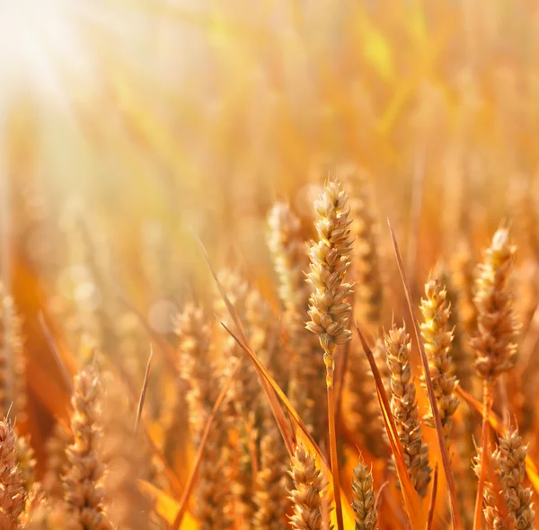 Wheat Field — Stock Photo, Image