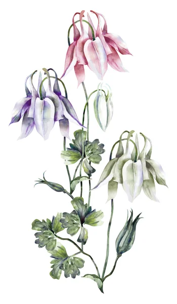 Aquilegia — Stock Photo, Image