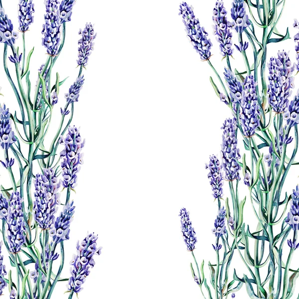 Lavendel banner — Stockfoto