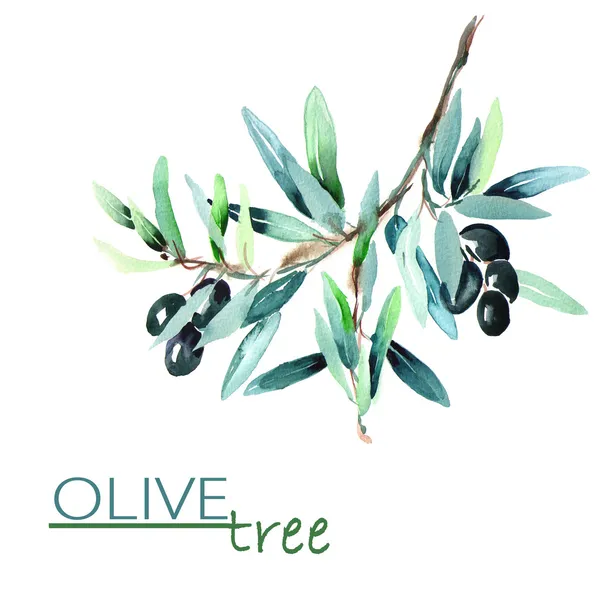 Gałązki oliwne — Zdjęcie stockowe
