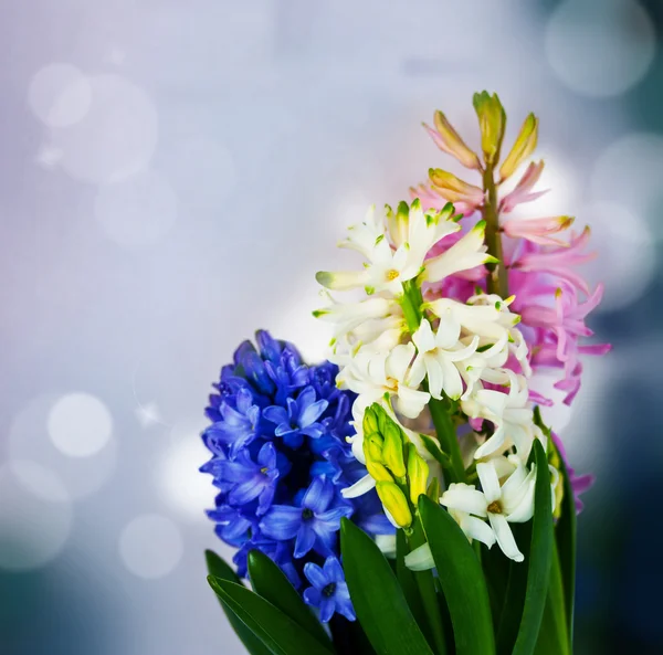 Multicolored Hyacinths — Stock Photo, Image