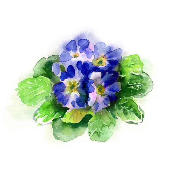 Aquarel blauwe primula — Stockfoto