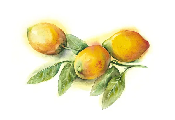 Watercolor Lemons — Stock Photo, Image