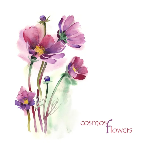 Ακουαρέλα cosmos λουλούδια — Φωτογραφία Αρχείου