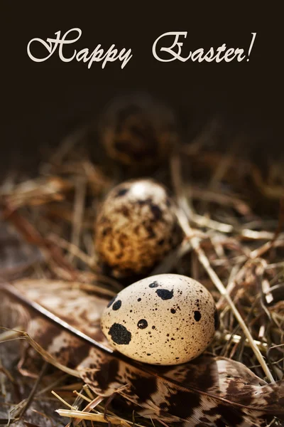 Huevos de codorniz — Foto de Stock