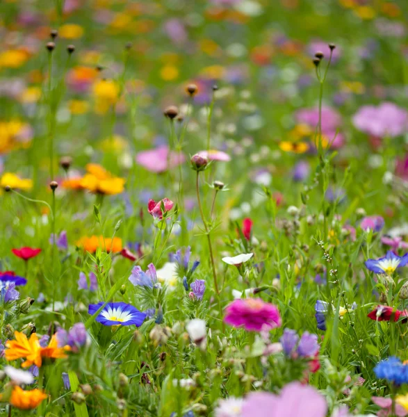 Achtergrond van bloemen veld — Stockfoto