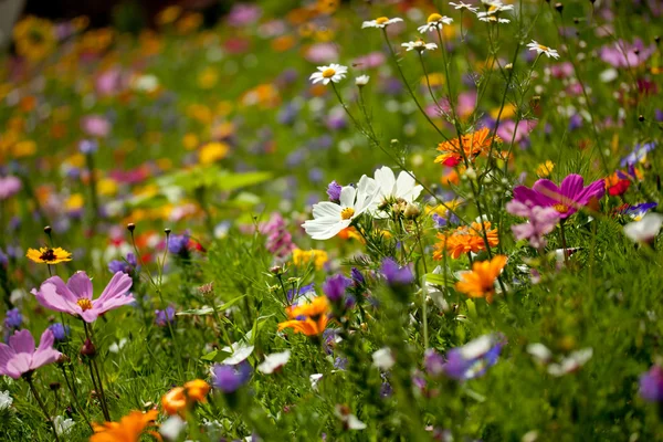 Bakgrund av blommor fält — Stockfoto