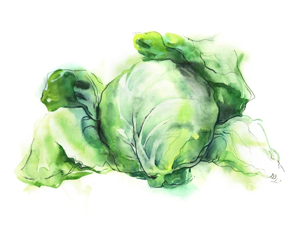 Cabbage — Stock Photo, Image