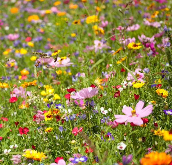 Bakgrund av blommor fält — Stockfoto