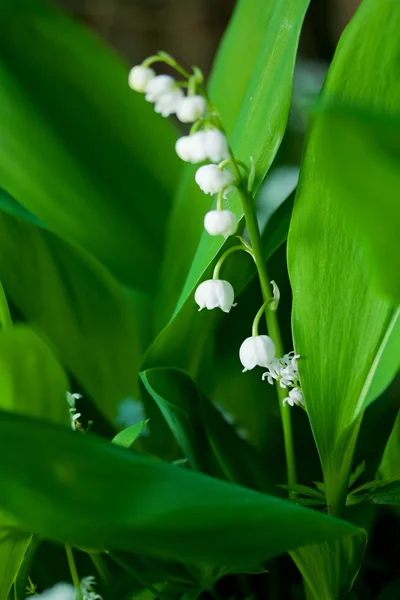 Lilly av dalen — Stockfoto