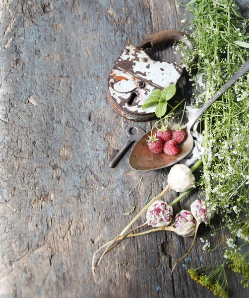 Still life with medicinal plants — Stock Photo, Image