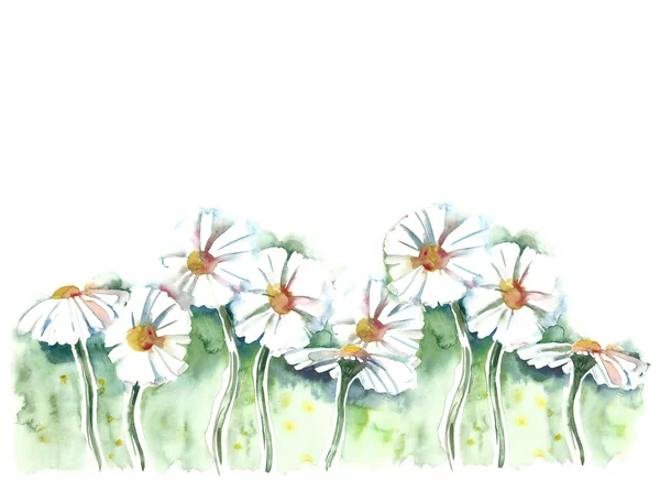 Daisies — Stock Photo, Image