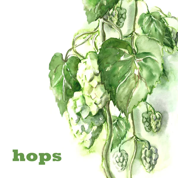 Hops... — Fotografia de Stock