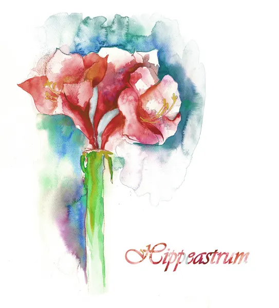 Ippeastrum — Foto Stock