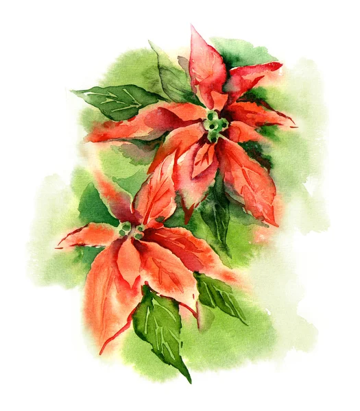 Poinsettia — Stockfoto