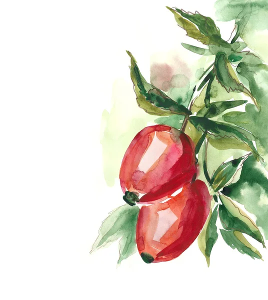 Rose hip — Stock Photo, Image