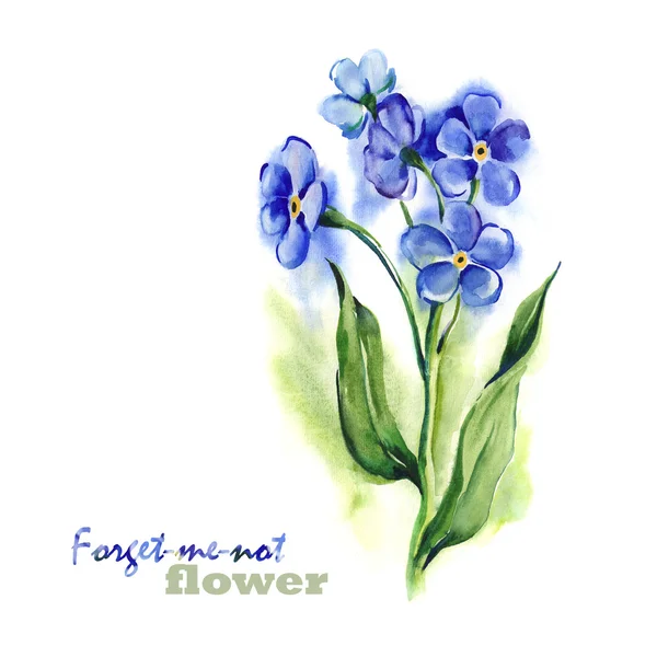 Forget-me-not Flowers — Stock Photo, Image