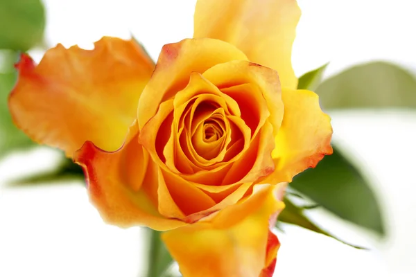 Yellow Rose — Stock Photo, Image