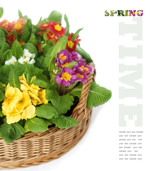 Primulas in Basket — Stock Photo, Image