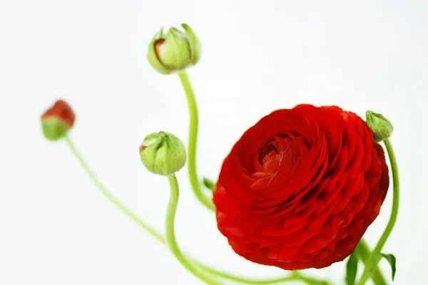 Ranunculus — Stock Photo, Image