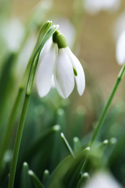 Gotas de neve — Fotografia de Stock