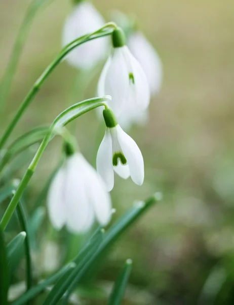 Snowdrops — Φωτογραφία Αρχείου