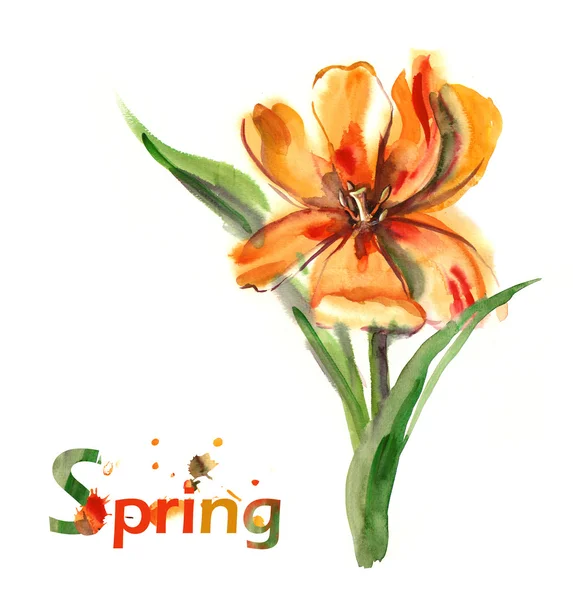 Aquarel - gele tulpen- — Stockfoto