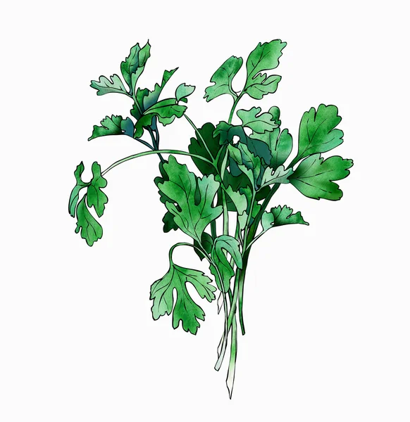 Parsley — Stock Photo, Image