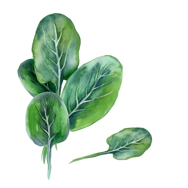 Spinach — Stock Photo, Image