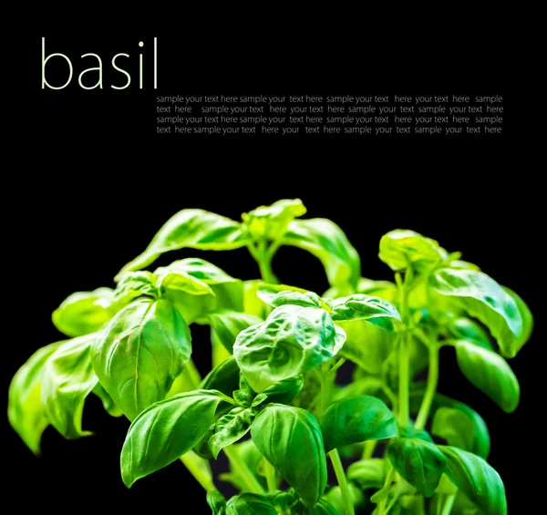 -Basil- — Stock Photo, Image