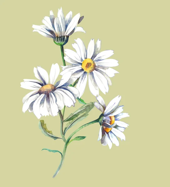 Daisies — Stock Photo, Image