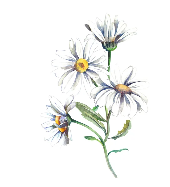 Daisies — Stock Photo, Image