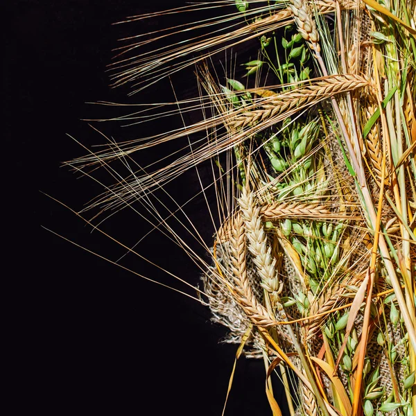 Peras de grano —  Fotos de Stock