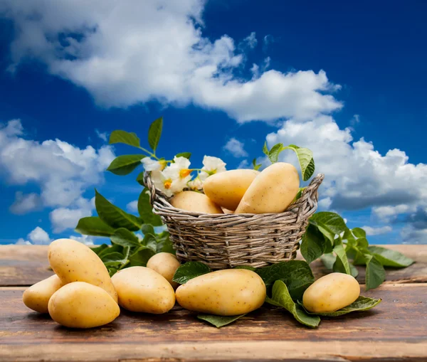 Potatis — Stockfoto