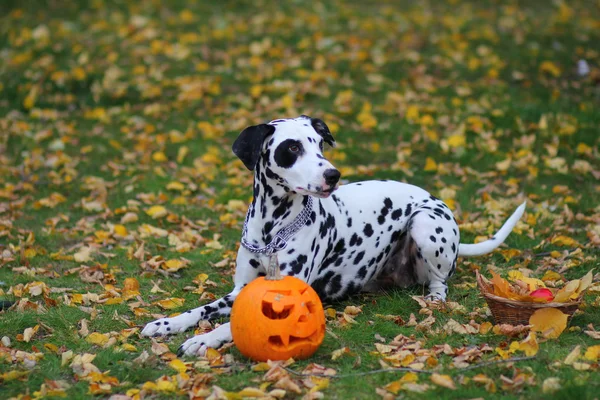 Dalmatyńskiej psów z halloween dynia — Zdjęcie stockowe