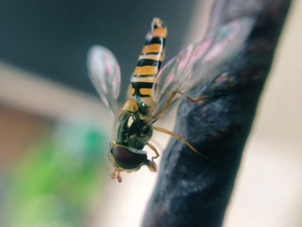 Včela makro fotografie — Stock fotografie