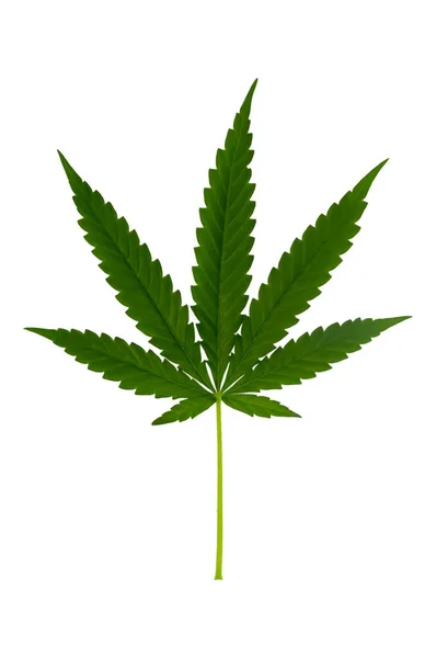 Cannabisblatt Grünes Marihuana Isoliert Über Weißem Hintergrund — Stockfoto