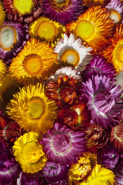 kuru saman çiçekler veya sonsuz çiçek