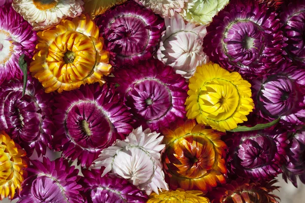 kuru saman çiçekler veya sonsuz çiçek