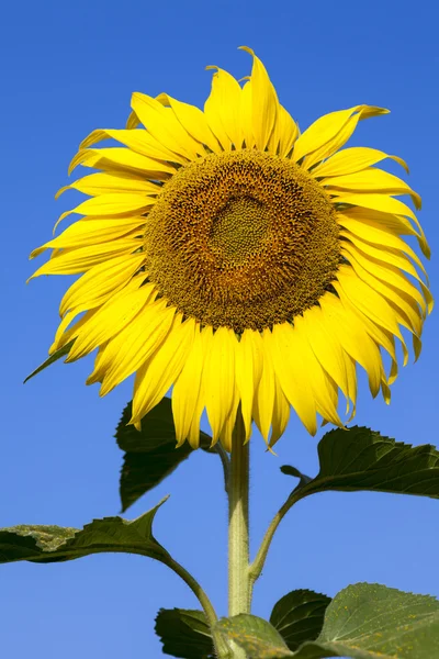 Mavi gökyüzü güneş çiçeği Close-Up