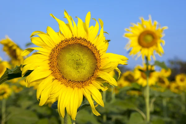 Mavi gökyüzü güneş çiçeği Close-Up