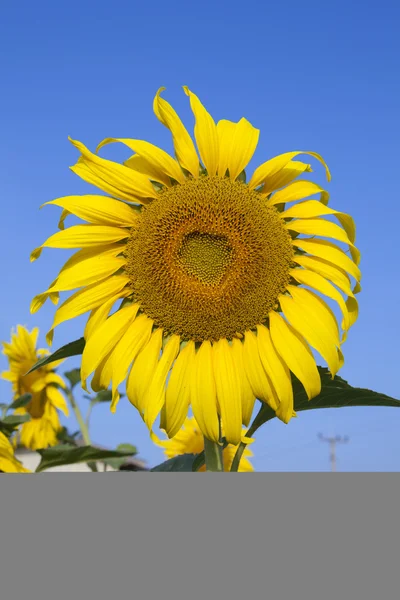 Mavi gökyüzü güneş çiçeği Close-Up