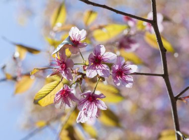 pembe kiraz çiçeği folwers