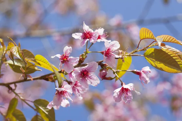 Folhas de flor de cerejeira rosa — Fotografia de Stock