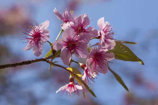 pembe kiraz çiçeği folwers