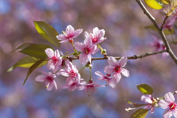Folhas de flor de cerejeira rosa — Fotografia de Stock